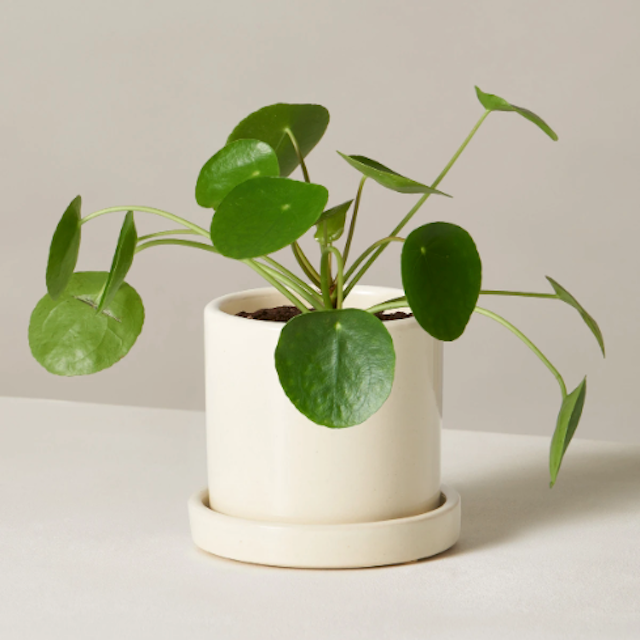 盆栽植物冷水花