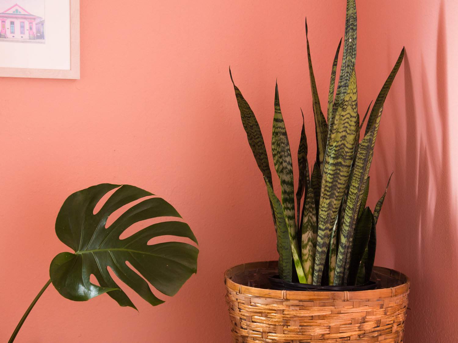 珊瑚粉色的墙壁和室内植物