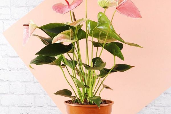 在橙色罐的桃红色安胆利