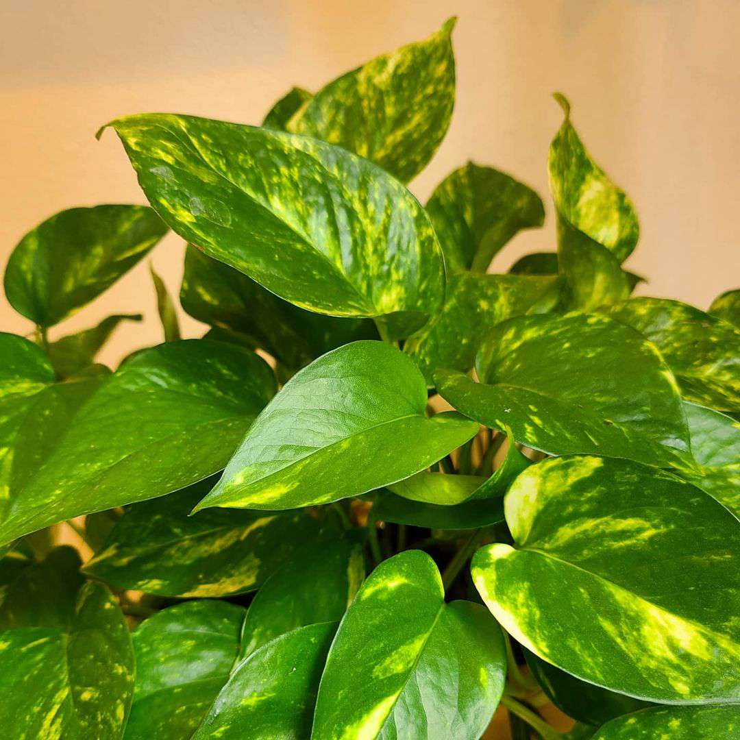 黄金pothos