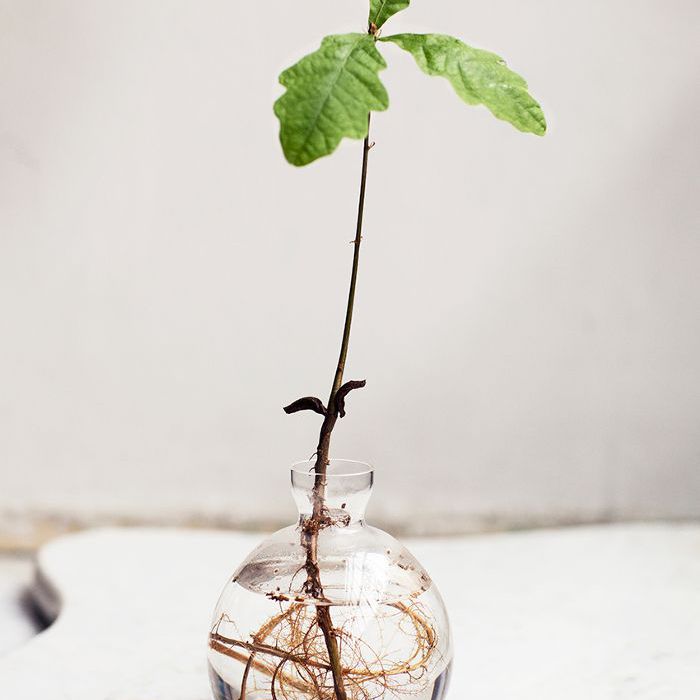 水中生根植物