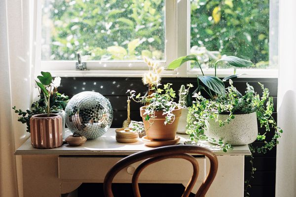 窗台充满了室内植物和迪斯科球。