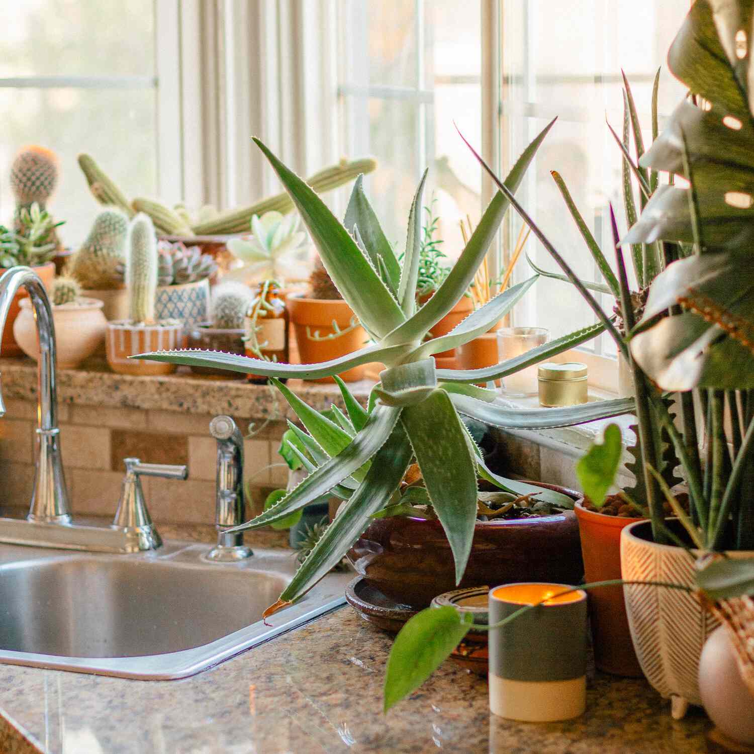 便宜的植物芦荟