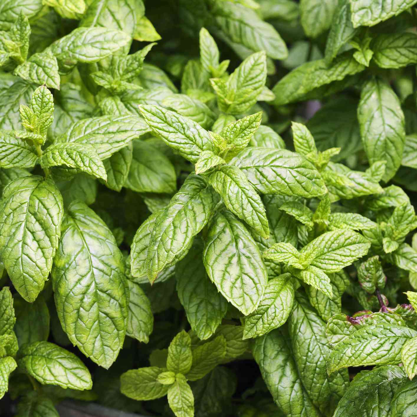 金属花盆中种植的薄荷植物的特写镜头