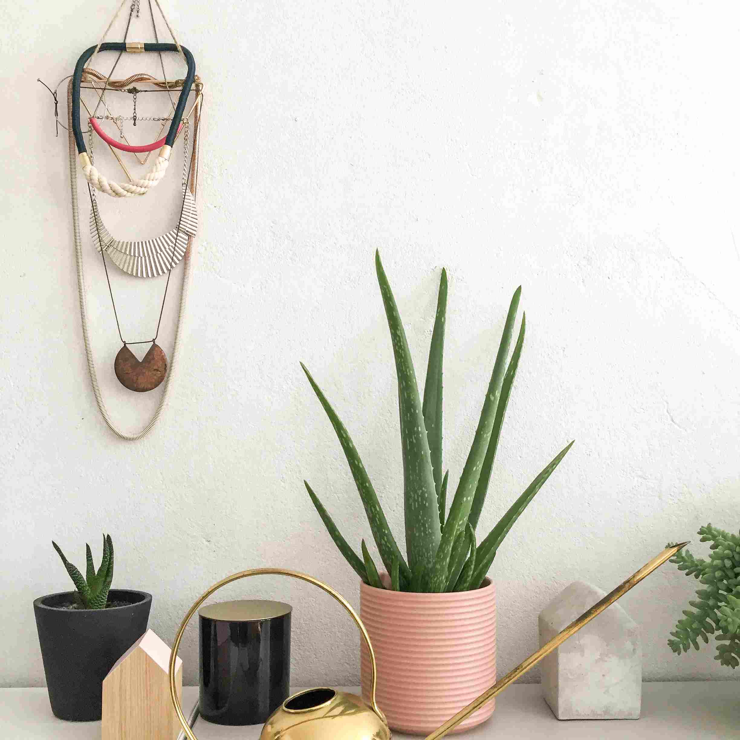 芦荟和多肉植物，挂在墙上的珠宝
