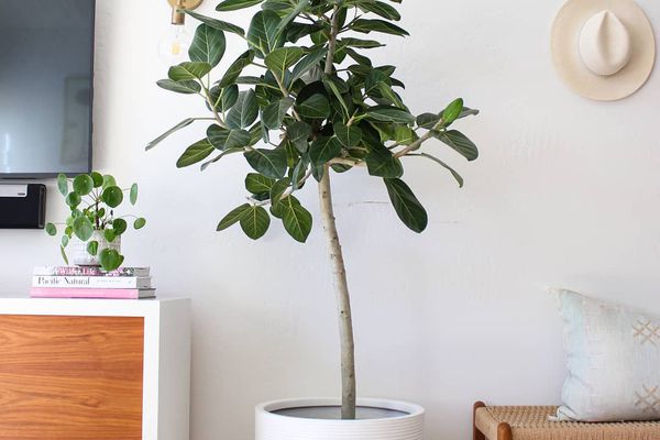 Ficus Audrey.