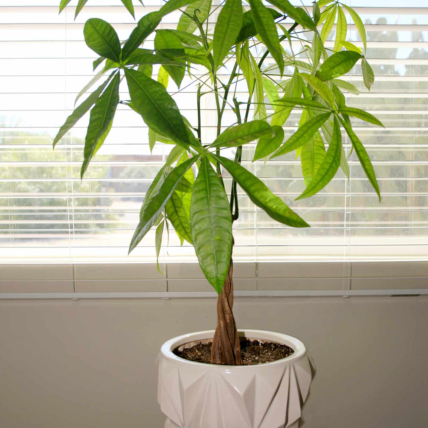 在窗帘前面的金钱树在棕色桌上的白色罐