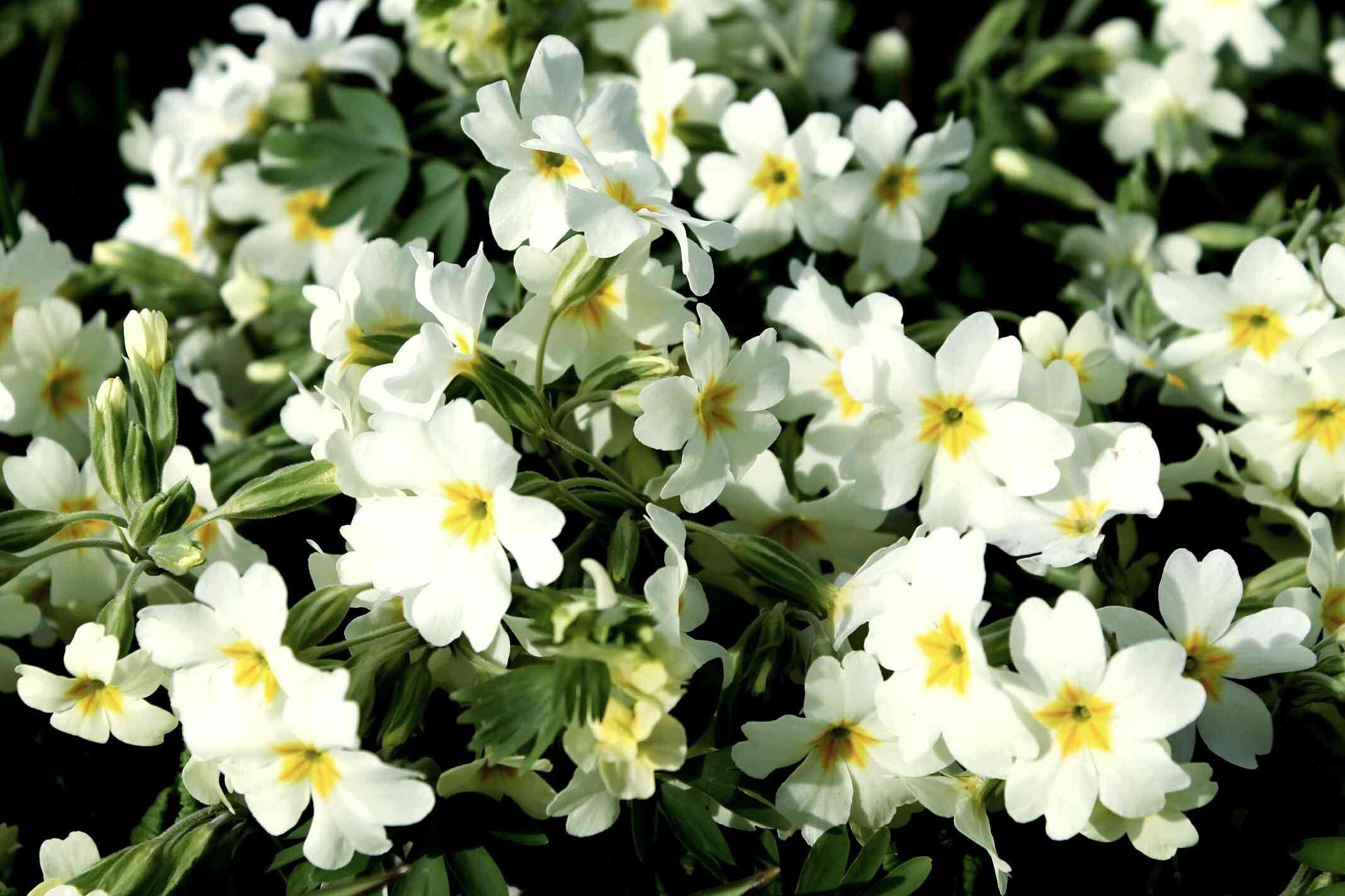 白月见草的花。