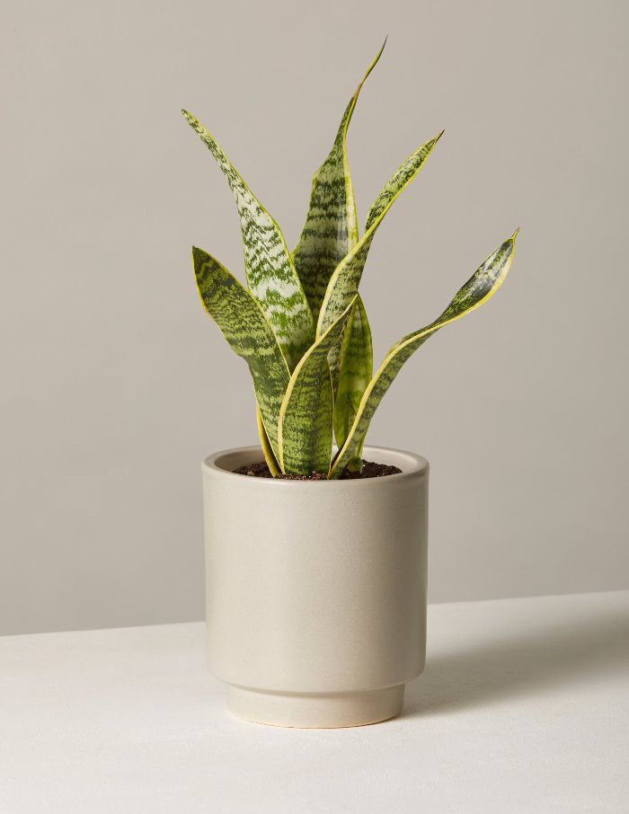 窗台蛇厂小高线播种机