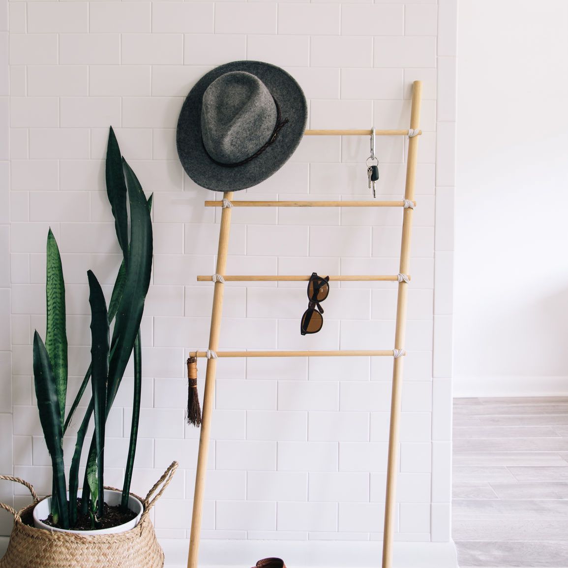 入口的蛇形植物