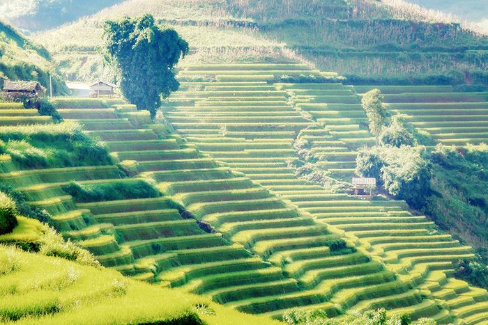 越南的梯田