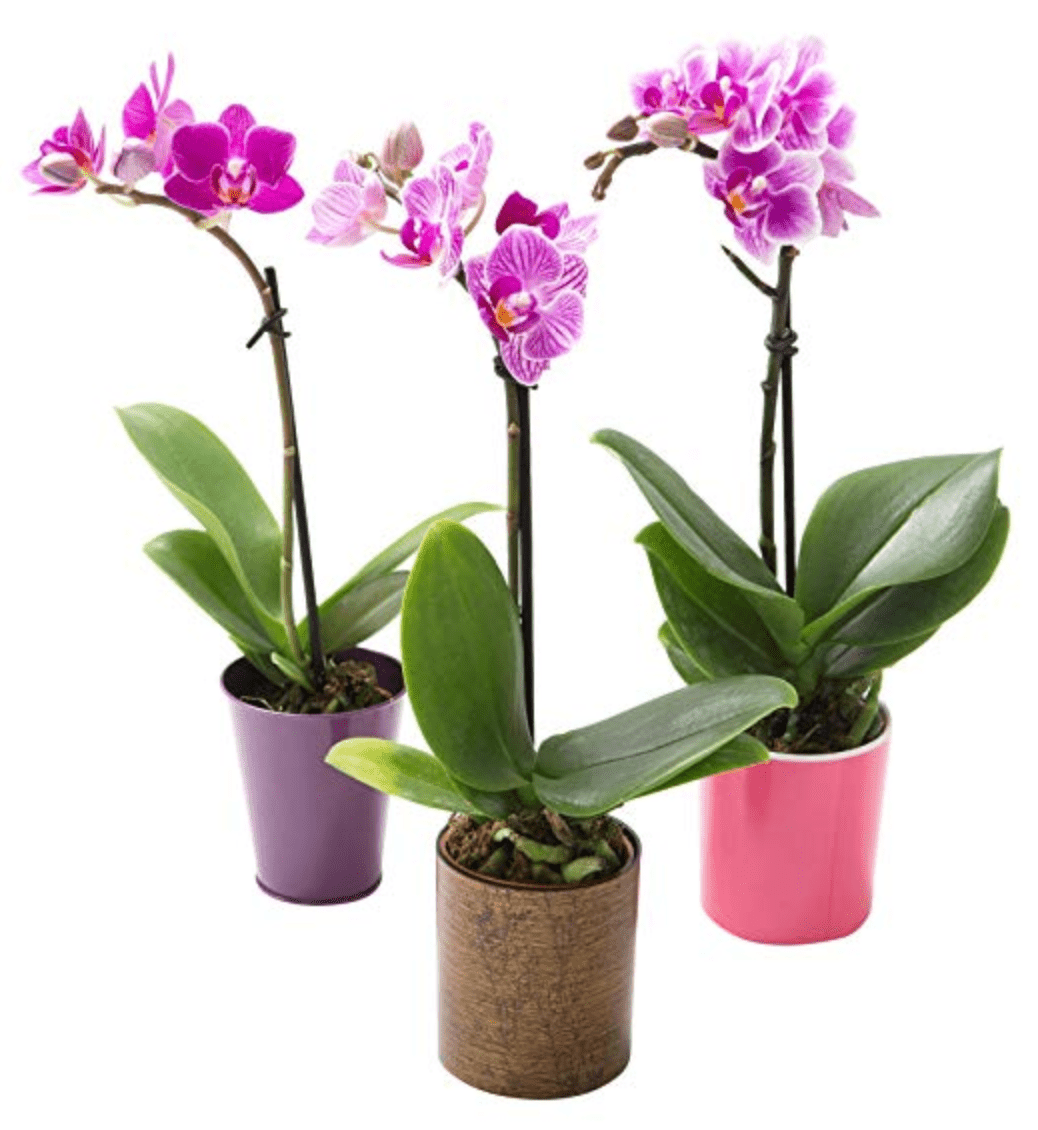 KaBloom设定的3个兰花活