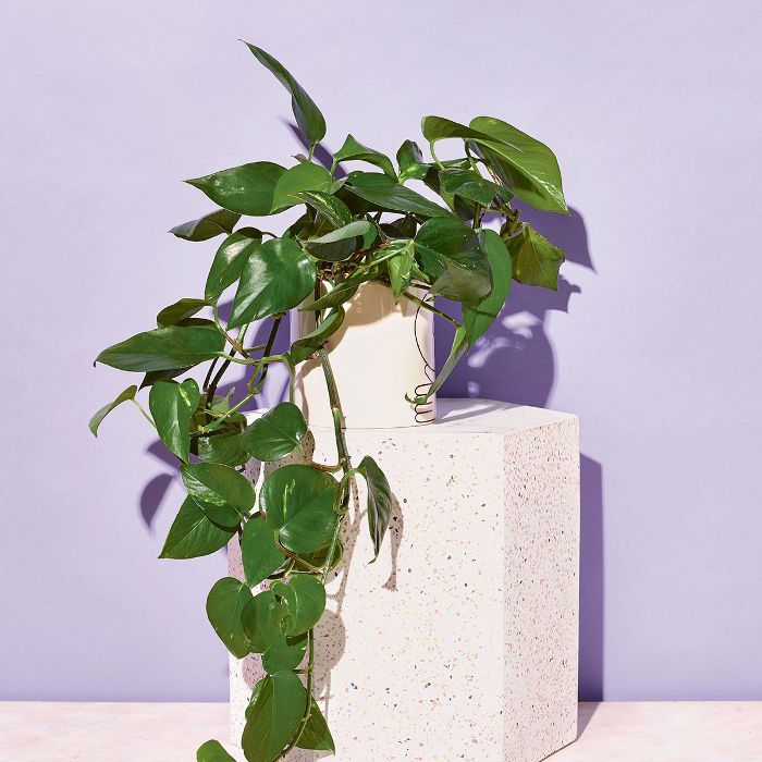 低光室内植物-魔鬼的常春藤