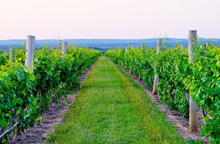 在圣安东尼奥，德克萨斯州葡萄园