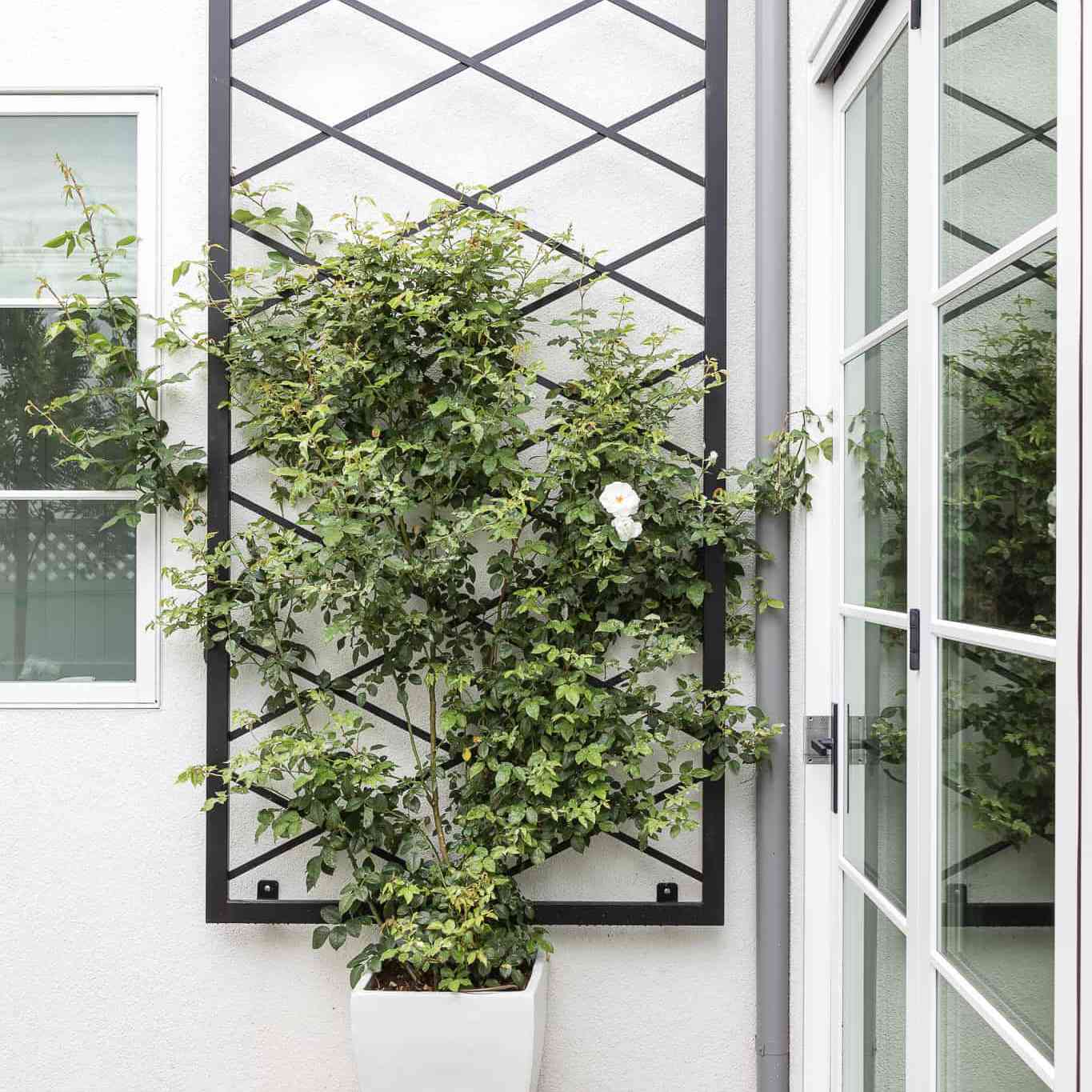 Mindy gayer人行道三叶草补丁