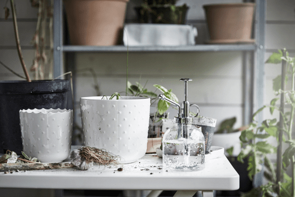 Sesamfrön植物Mister.