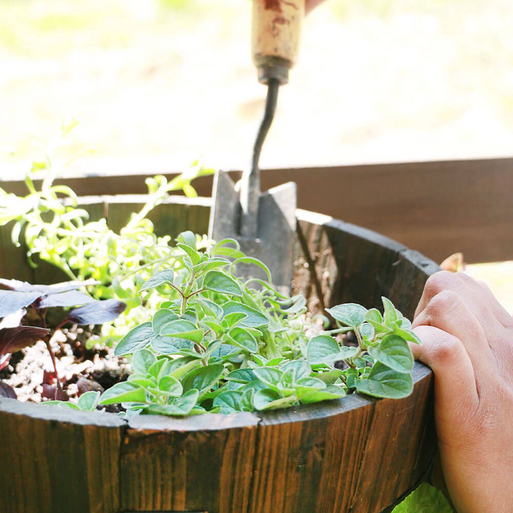 铲在香水草本。