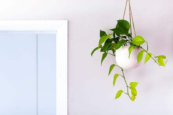 英国常春藤在一个悬挂的白色锅里