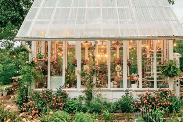 与玫瑰色灌木的美丽的温室在外面。