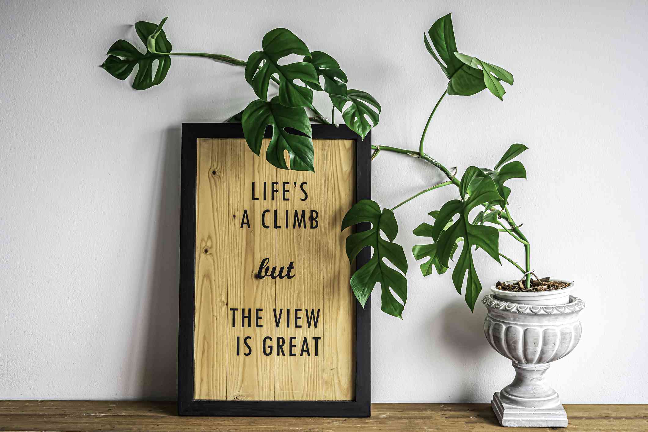 画框上倚着一株沙棘植物