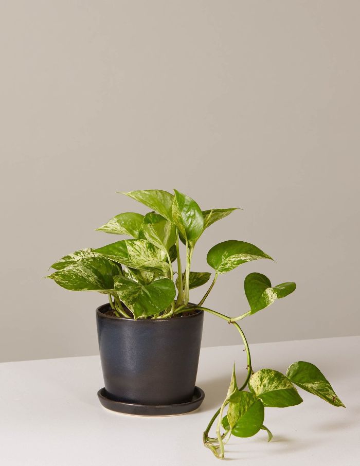 窗台上的波索斯大理石在八月的种植园