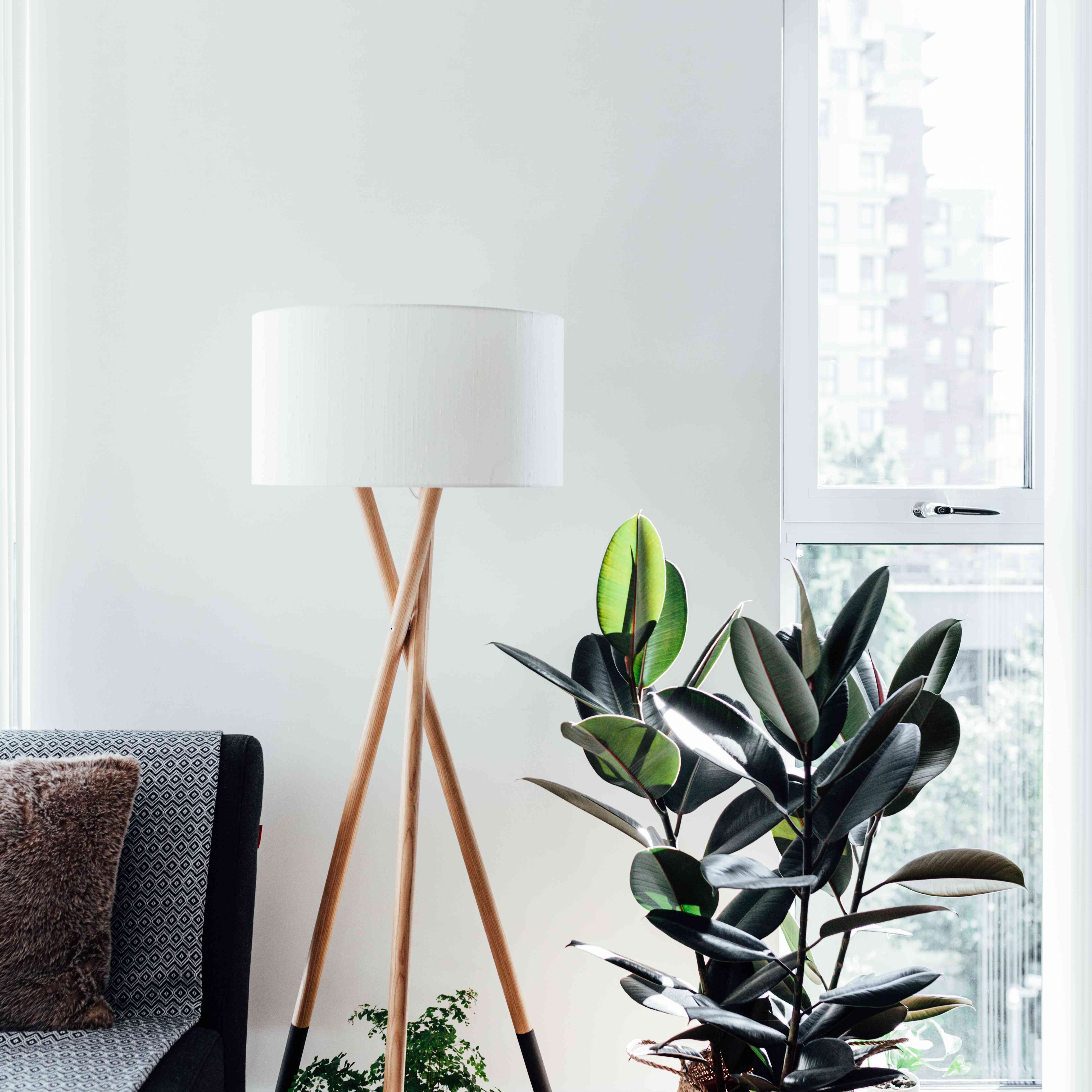 时尚客厅的一角，橡胶树。