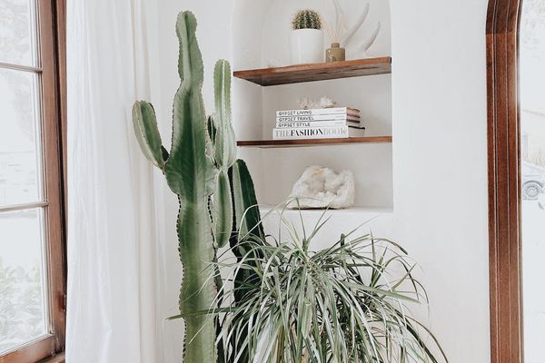 架子旁边的室内仙人掌。