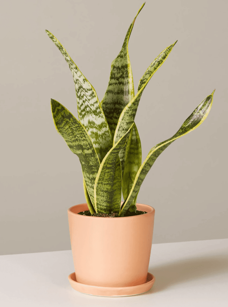 窗台蛇厂“class=