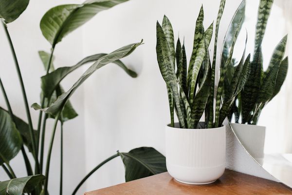 纹理绿色植物明亮的中世纪室