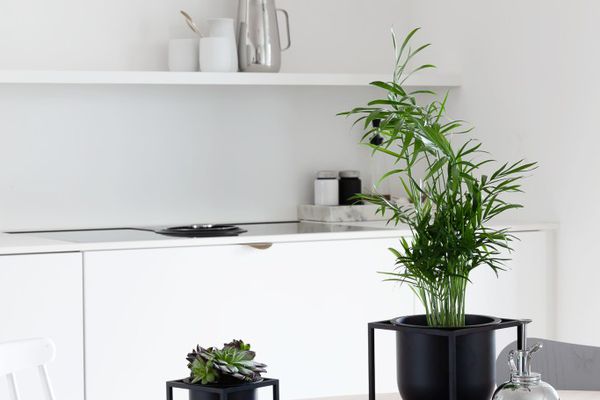 黑锅里的绿棕榈