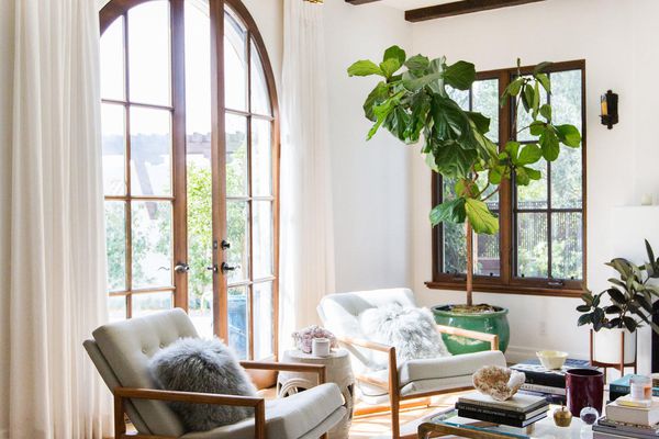 充满植物的通风的客厅