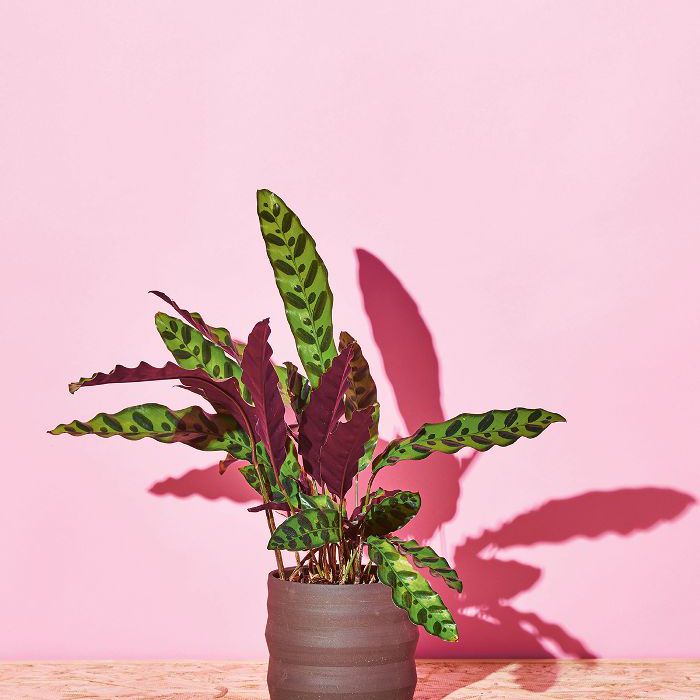 低光室内植物-响尾蛇植物