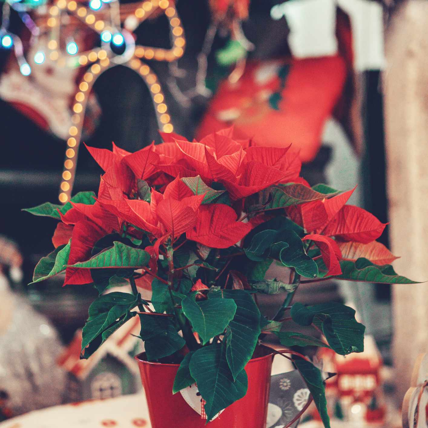 在红罐红色和绿色一株一品红圣诞装饰前