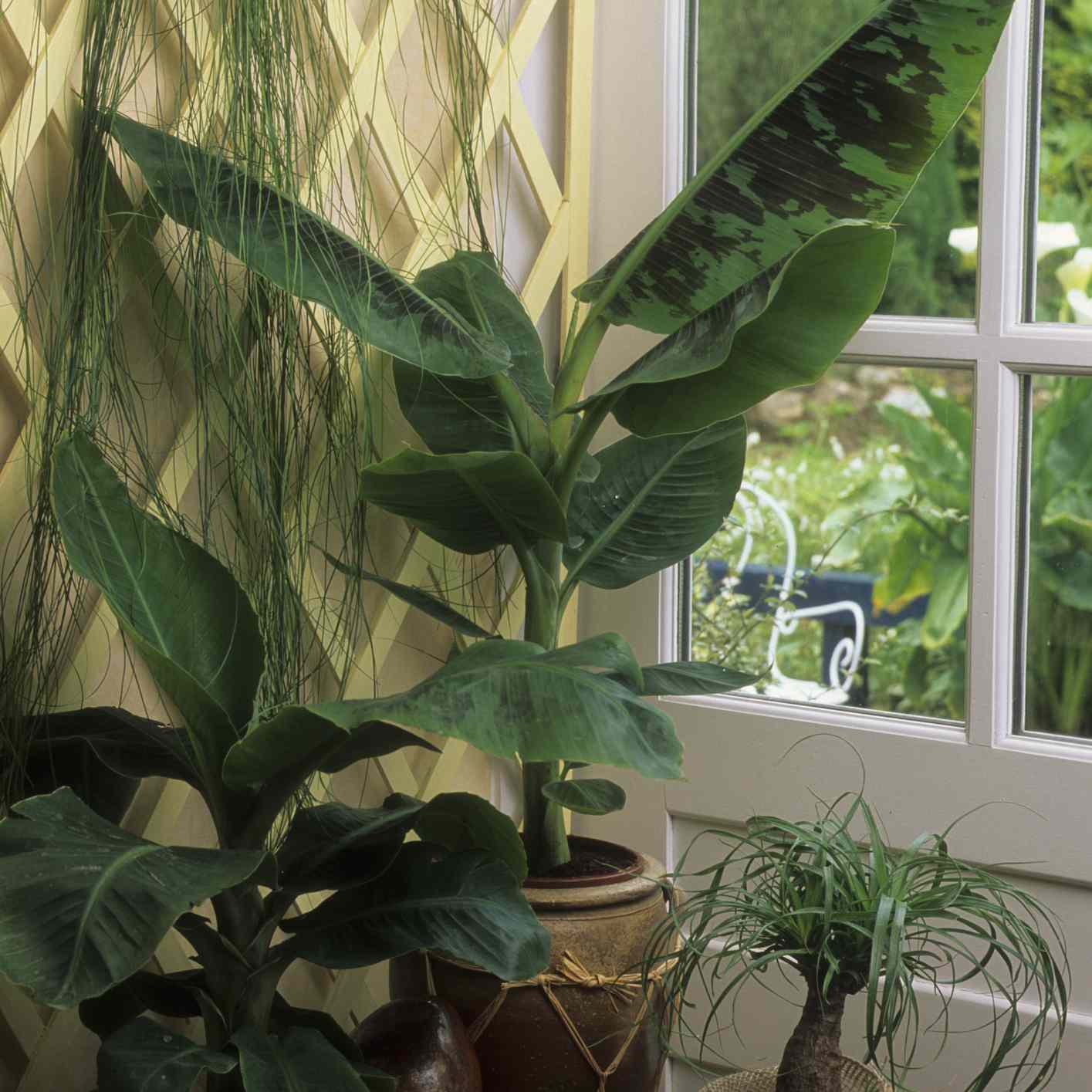 在罐的香蕉叶子植物在与其他室内植物的窗口附近