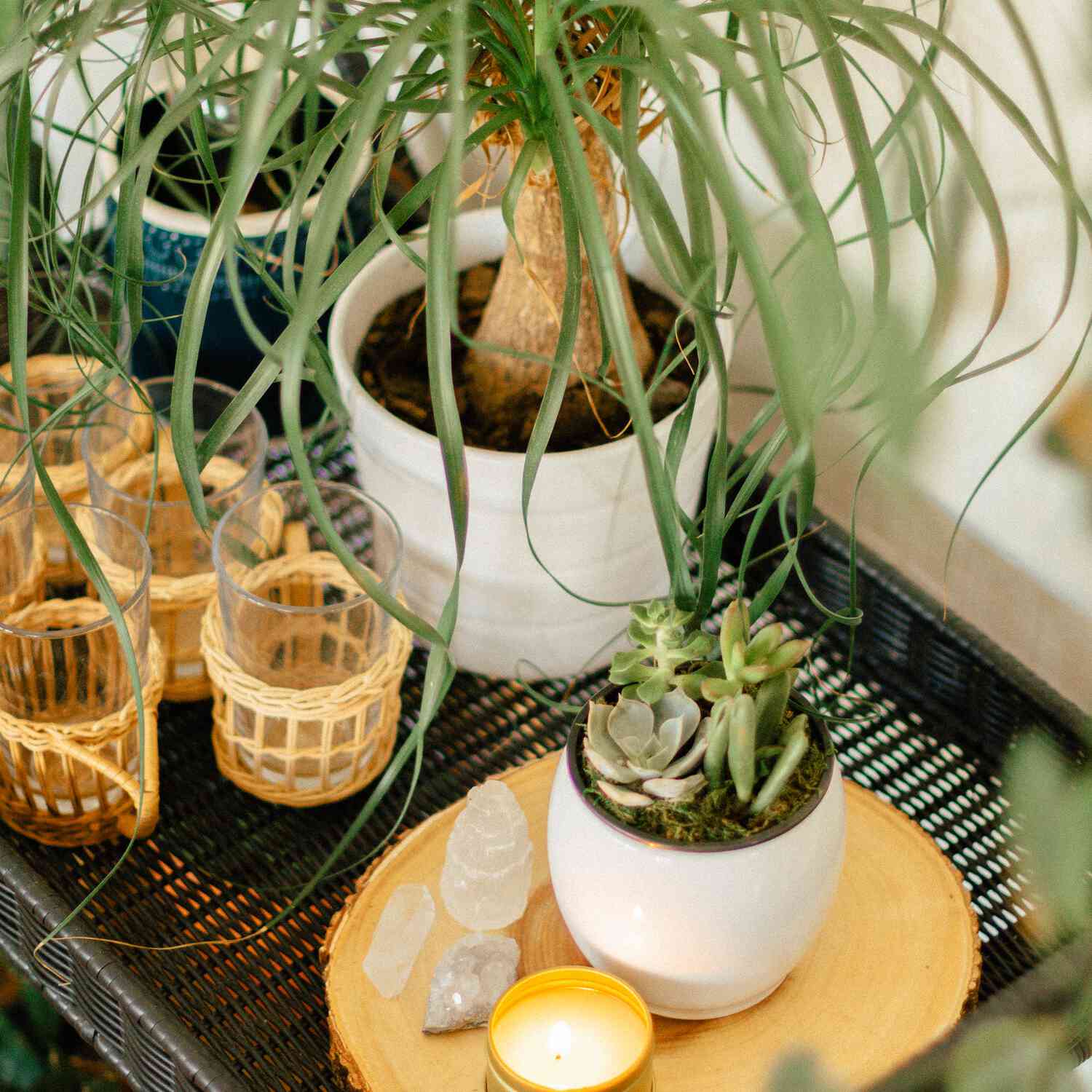 肉质植物在家里