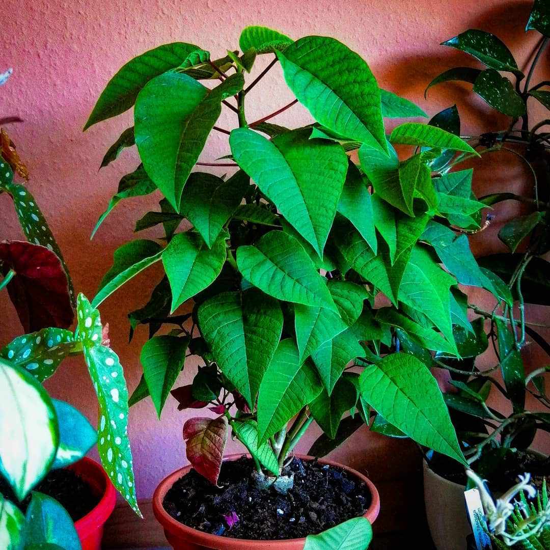 绿色盆栽一品红在红色的墙与其他盆栽植物的前面