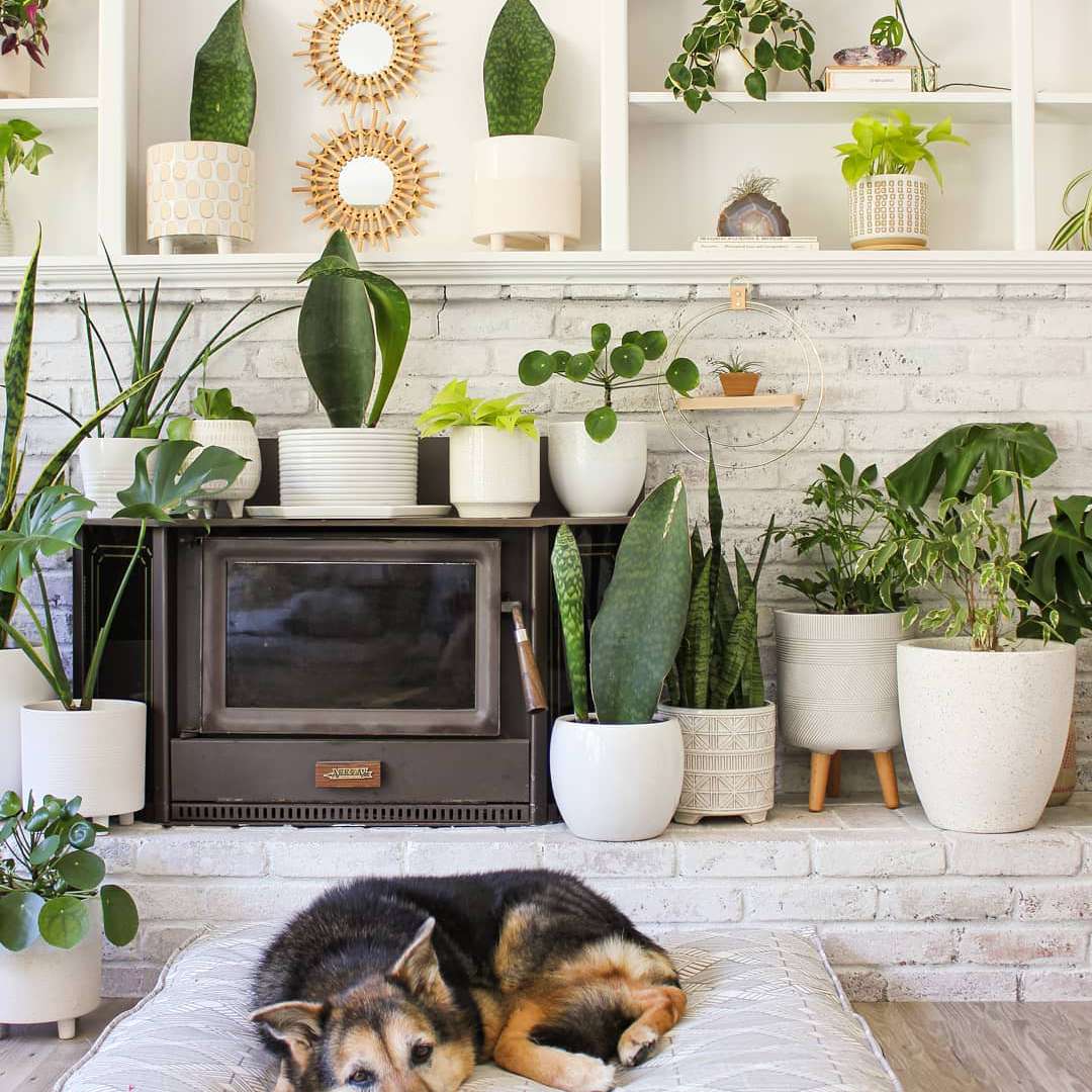 鲸在壁炉里的精致植物