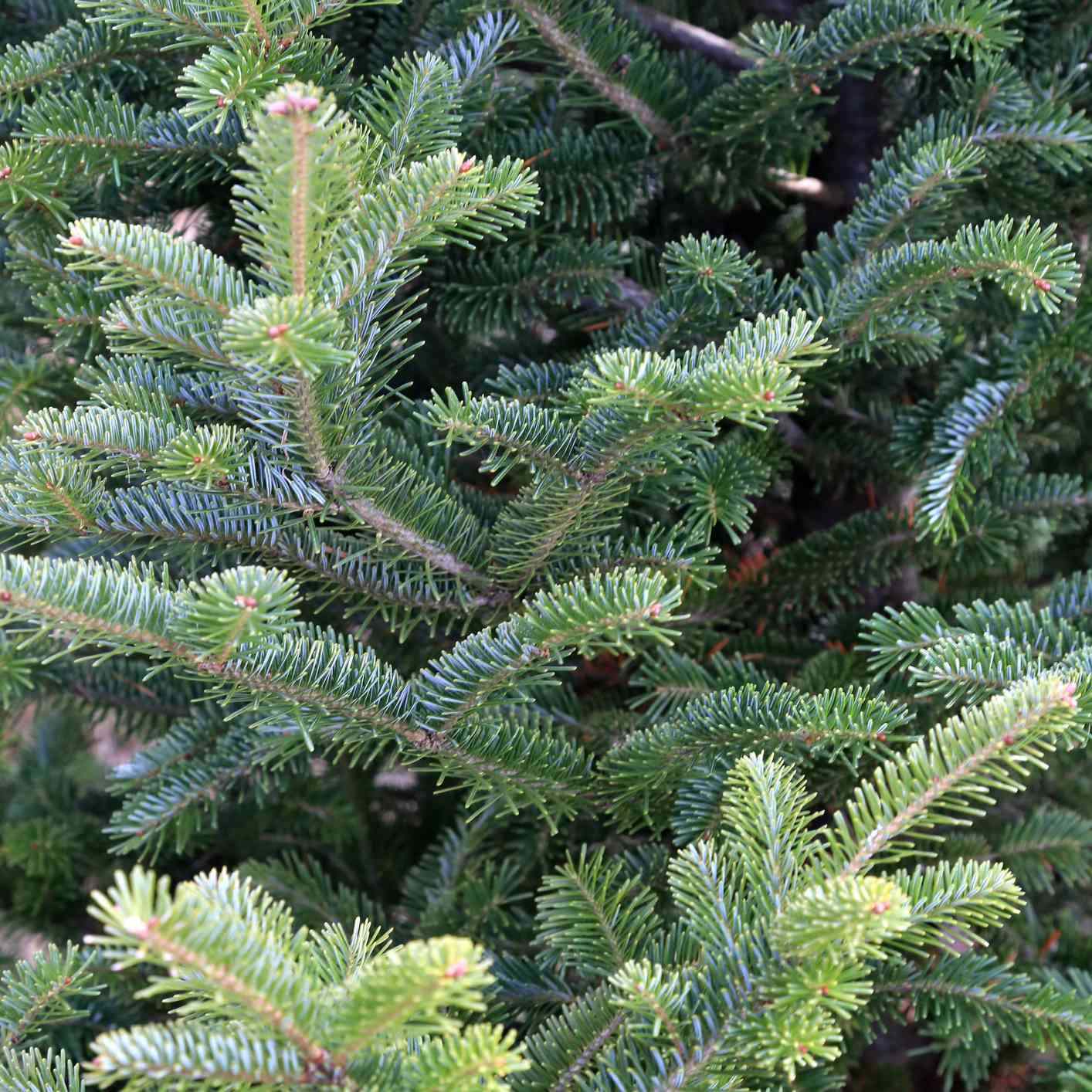 香脂冷杉圣诞树树枝特写