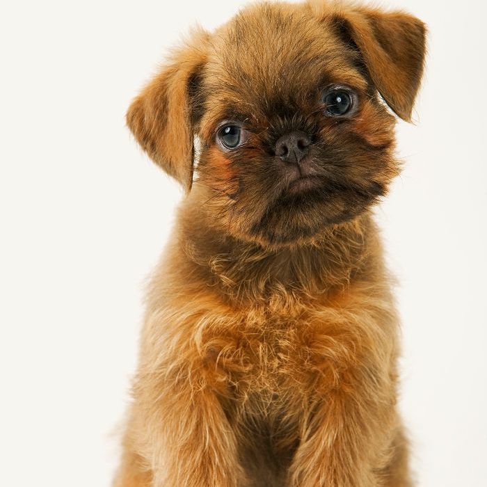 布鲁塞尔格里芬- 10最美丽的狗品种