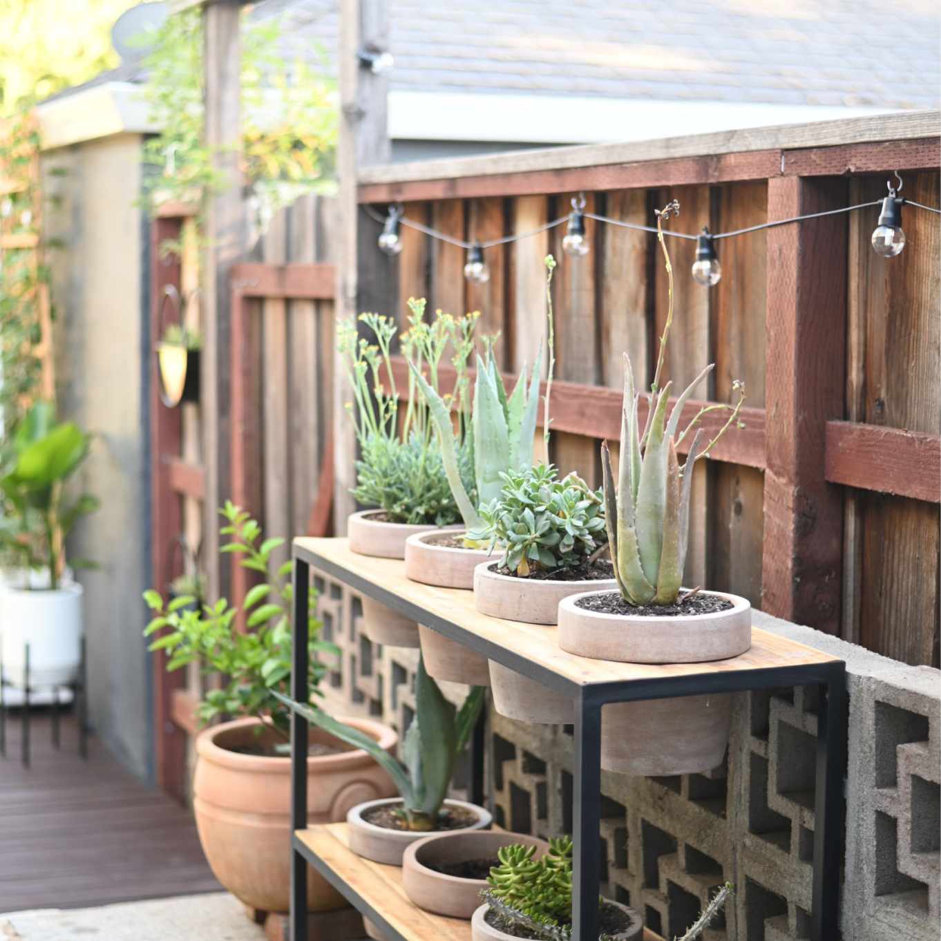 小花盆在木床上排成一排。