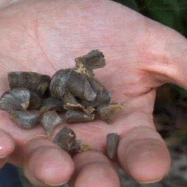 世界上最为可怕的毒品