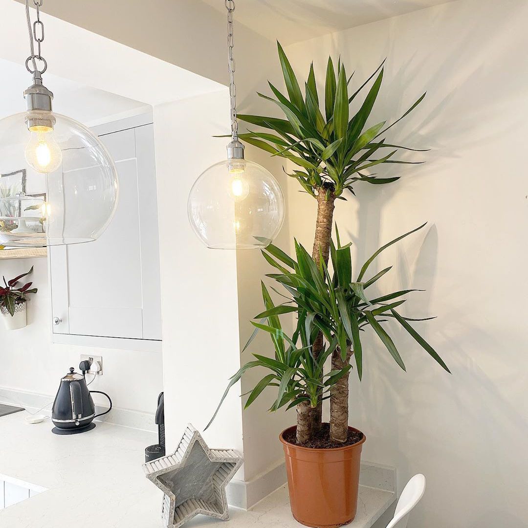 在白色墙壁橙色壶高大的丝兰植物柜台上用灯具