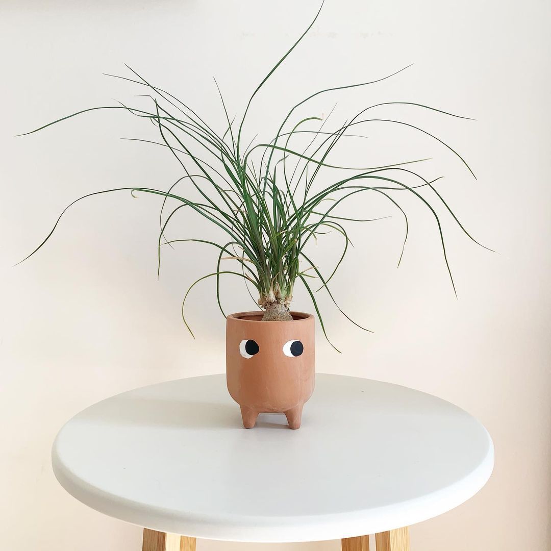 小马尾掌在赤陶罐上，在白色的桌子上画着眼睛