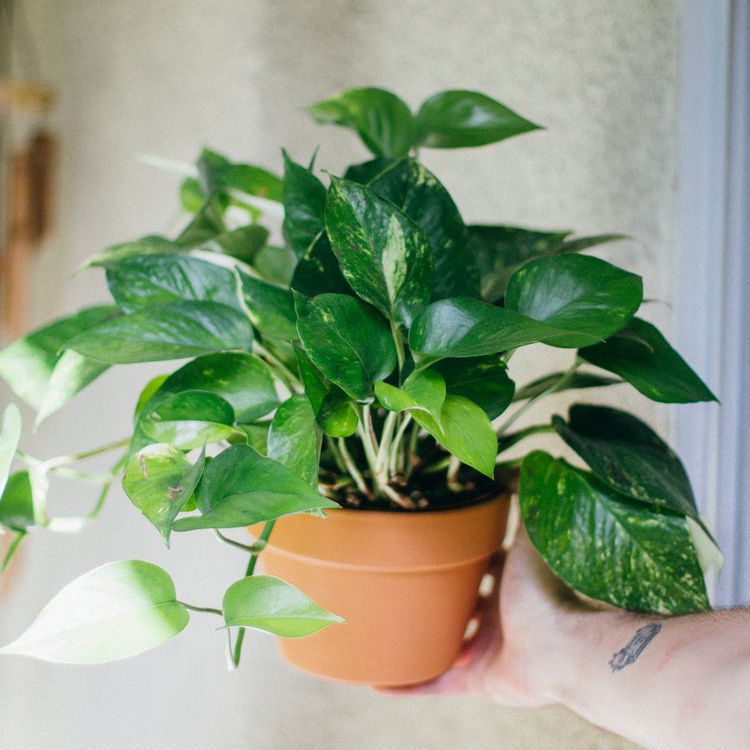 廉价的植物Pothos.