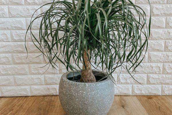 在灰色陶瓷农场的马尾棕榈植物在白色砖墙前面的木地板上