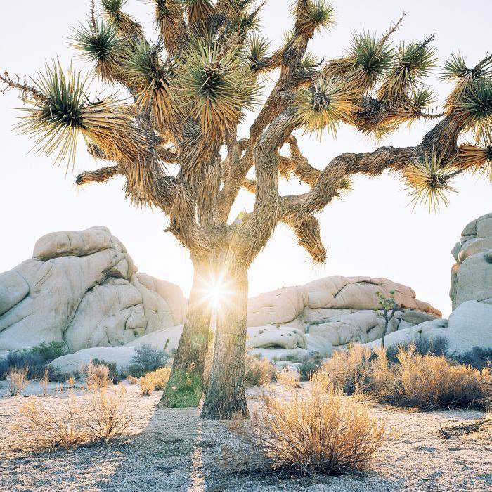 约书亚树国家公园