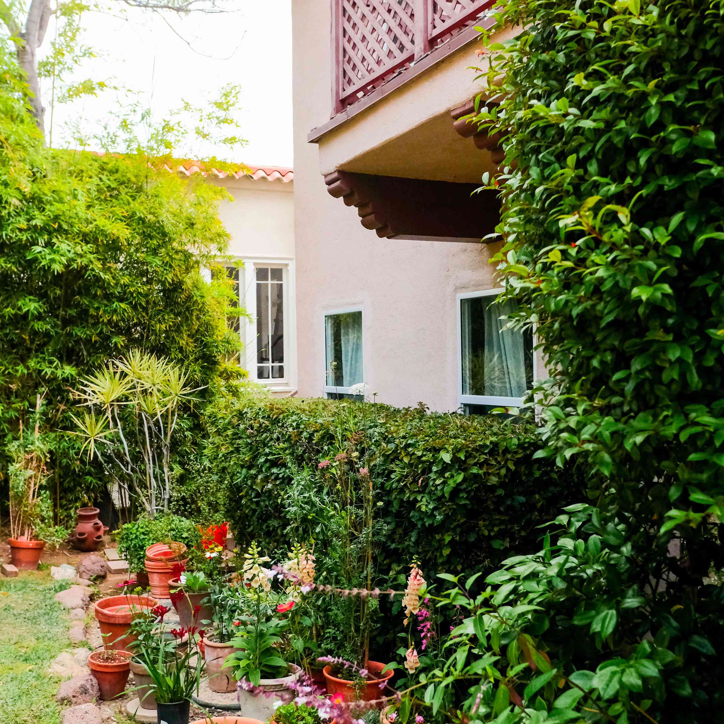 美化的想法灌木