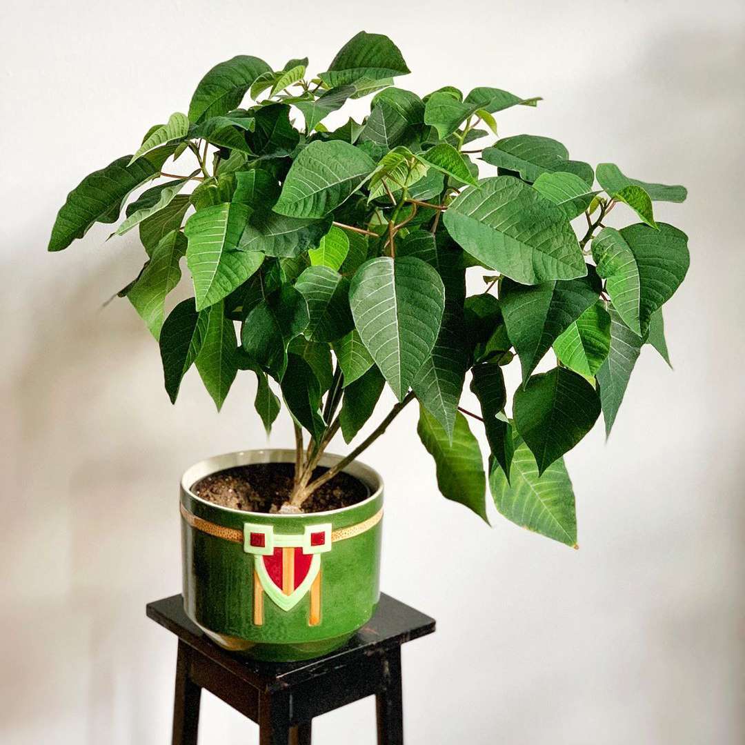 一品红与绿叶的绿色和红色锅对白色墙壁的黑色木架