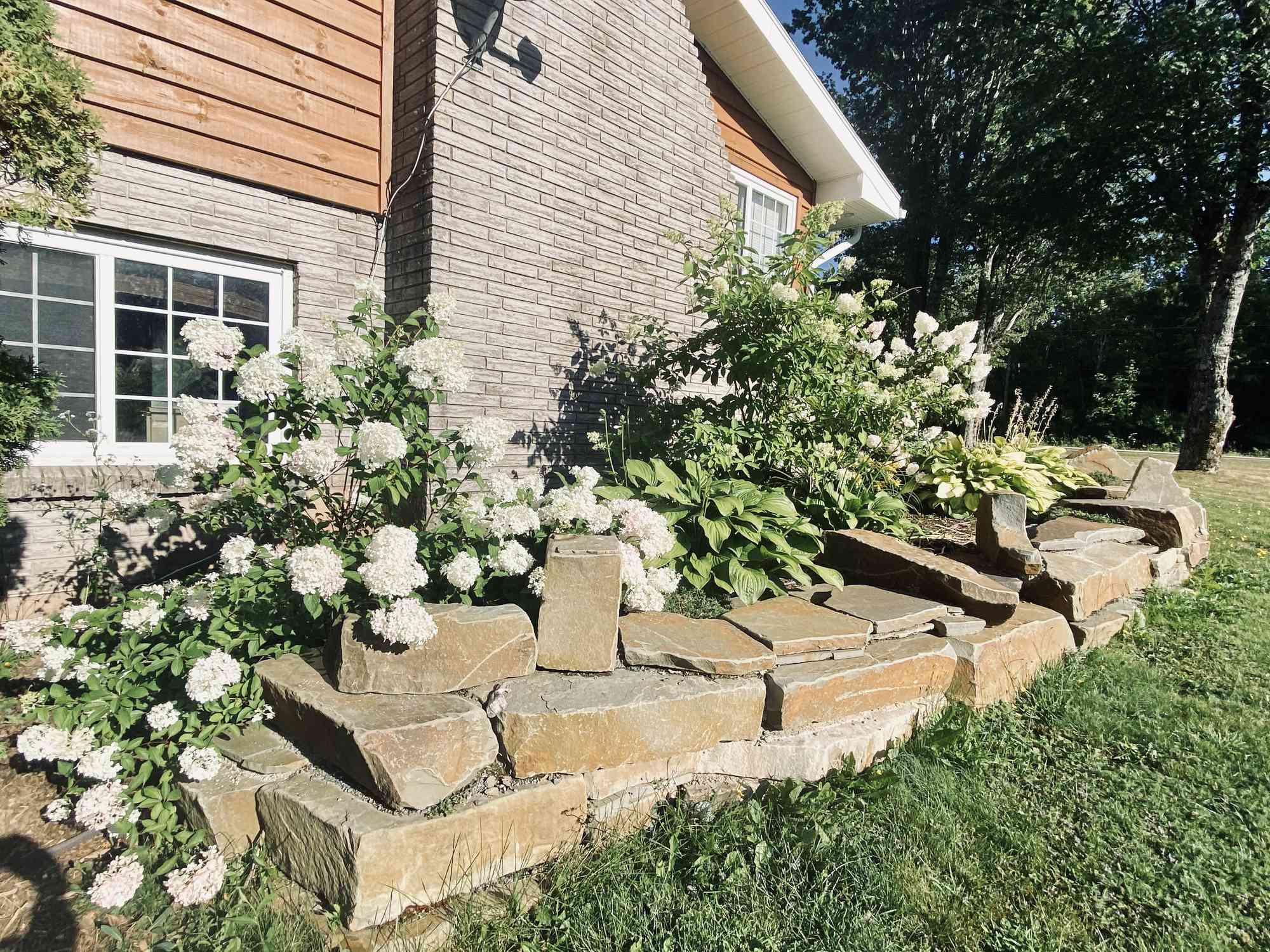 村庄花床用八仙花属。