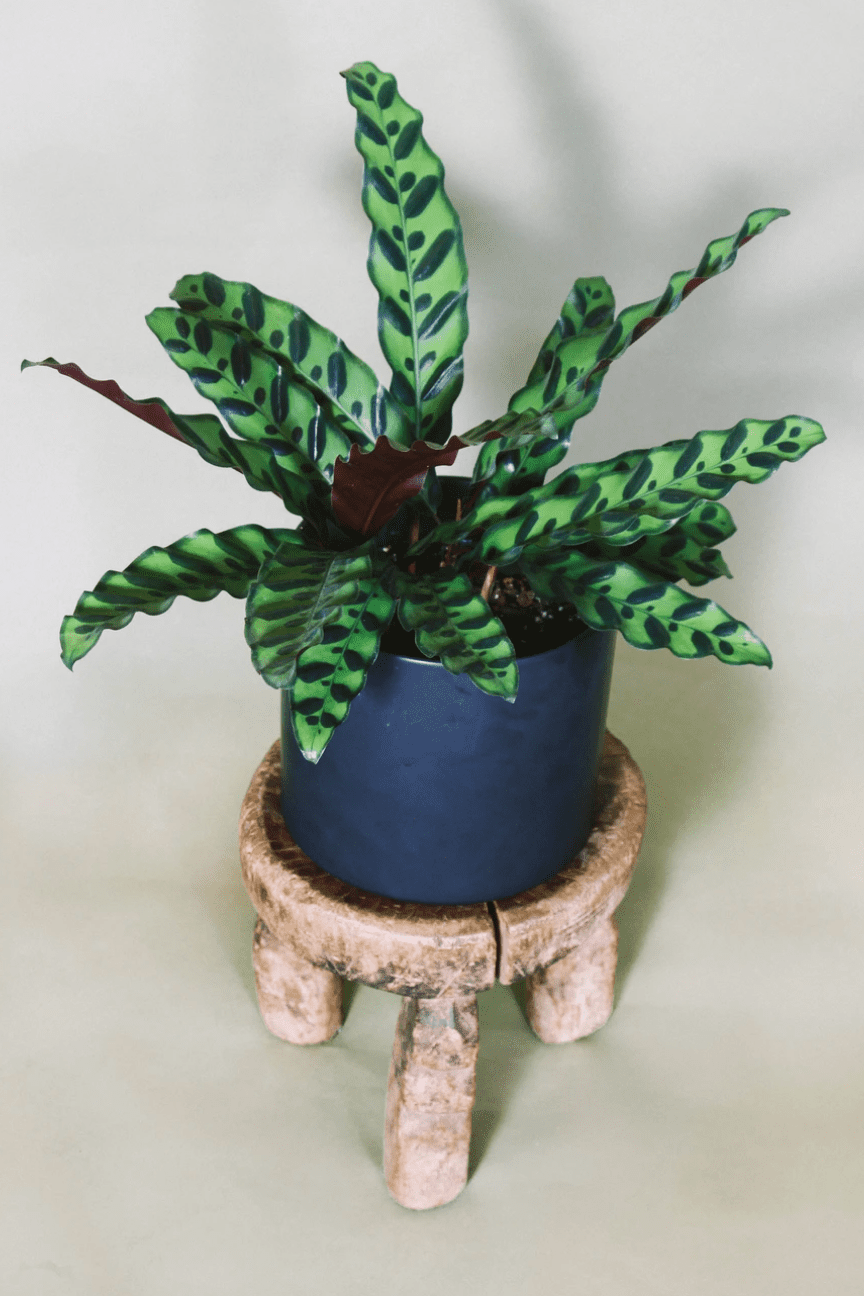 花盆里的一株响尾蛇草